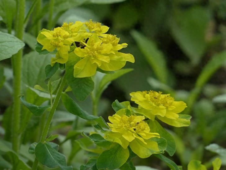 关于花的浪漫文案：浮世三千，吾爱为花，花朝花暮，花为朝朝暮暮(图7)