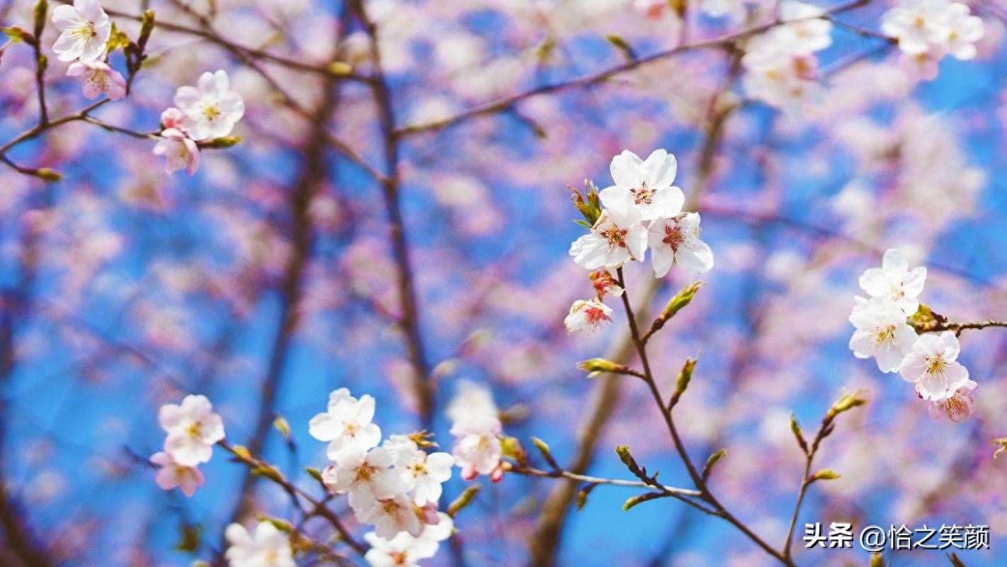 20句温柔高赞文案(图2)