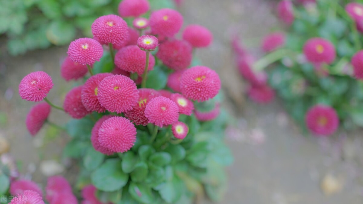 我爱我的小花园，在方寸天地间尽情享受种植的乐趣(图1)