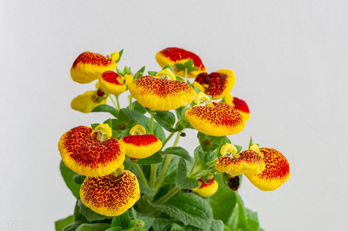 我爱我的小花园，在方寸天地间尽情享受种植的乐趣(图3)