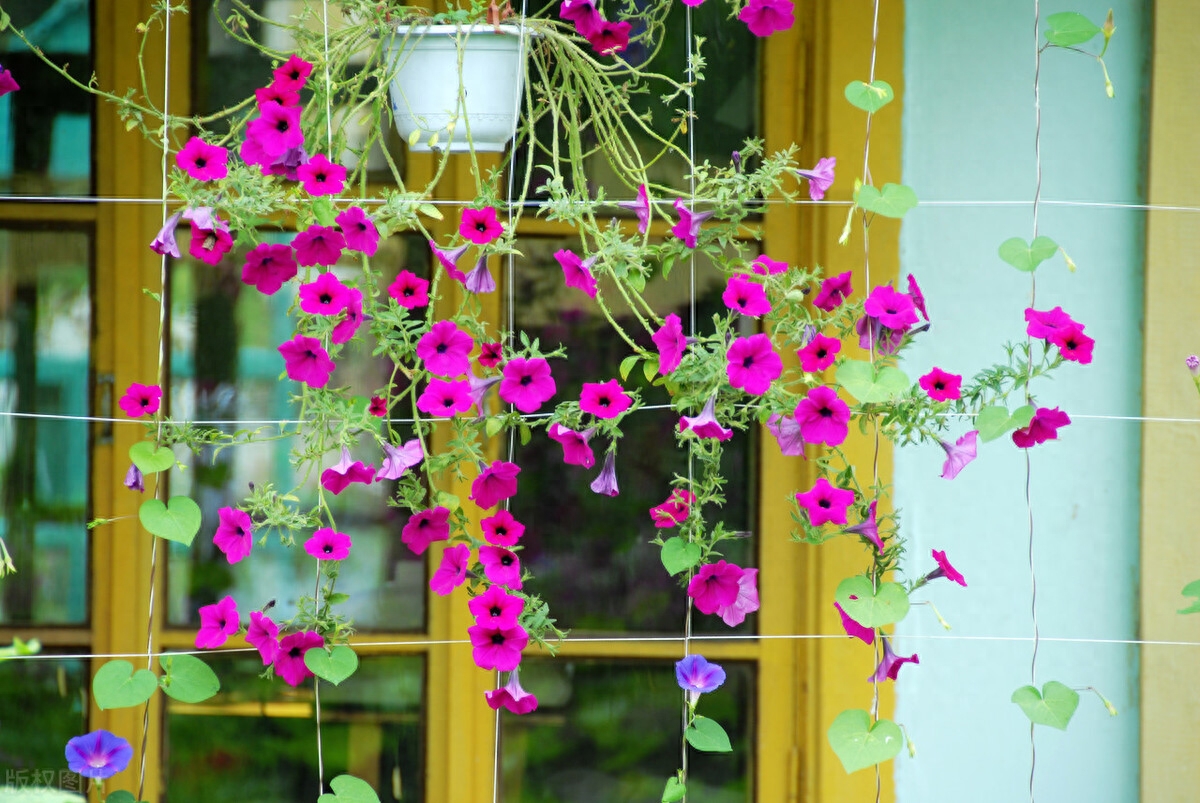 我爱我的小花园，在方寸天地间尽情享受种植的乐趣(图5)