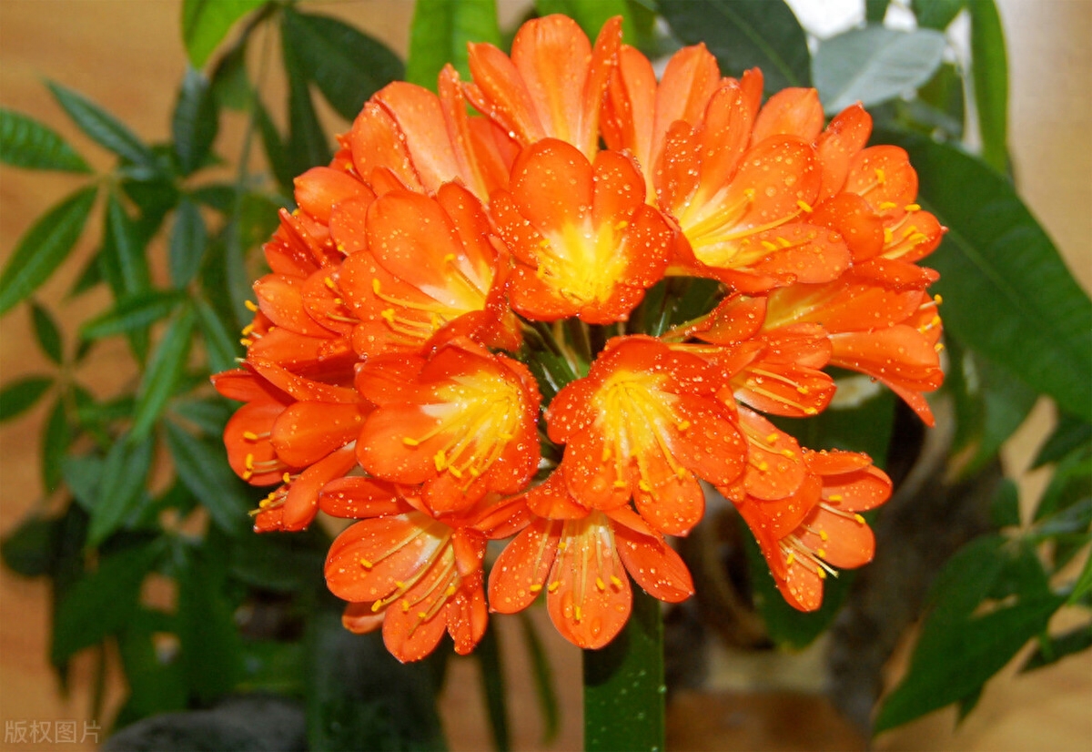 我爱我的小花园，在方寸天地间尽情享受种植的乐趣(图7)