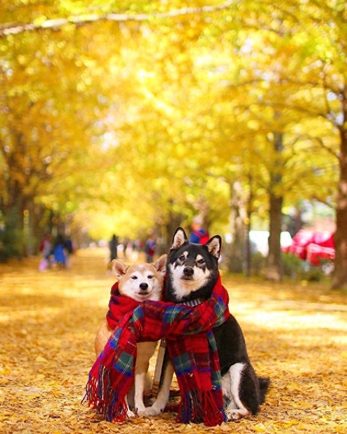 情侣空间秀恩爱的文案(图6)