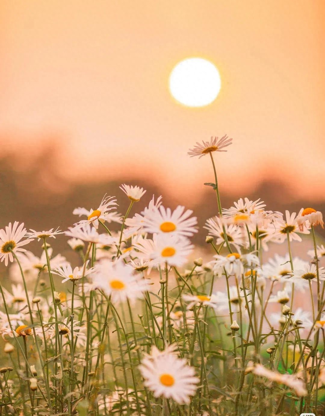 疫情下的走心文案(图1)