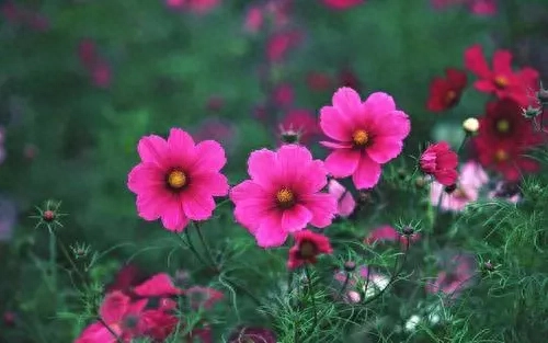 不开心也要过，不如开开心心过好每一天，早安！(图2)