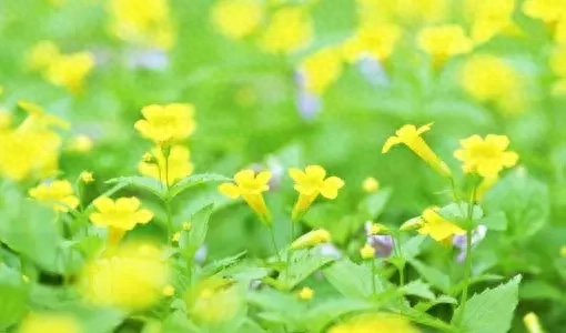 不开心也要过，不如开开心心过好每一天，早安！(图6)