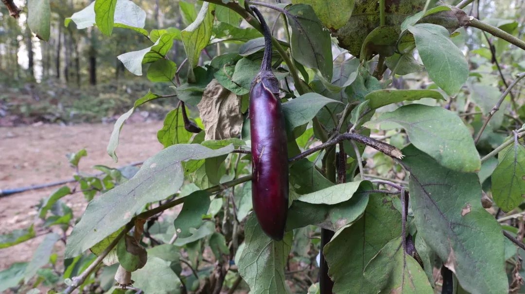 战疫进行时｜筑牢后勤保障网——记翔宇接待中心全体员工(图7)