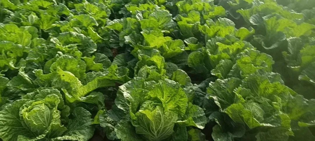 战疫进行时｜筑牢后勤保障网——记翔宇接待中心全体员工(图8)