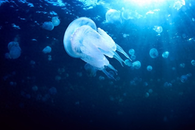 蔚蓝色大海的极致温柔文案｜“自带滤镜的秋，海是可触碰的蓝天”(图4)