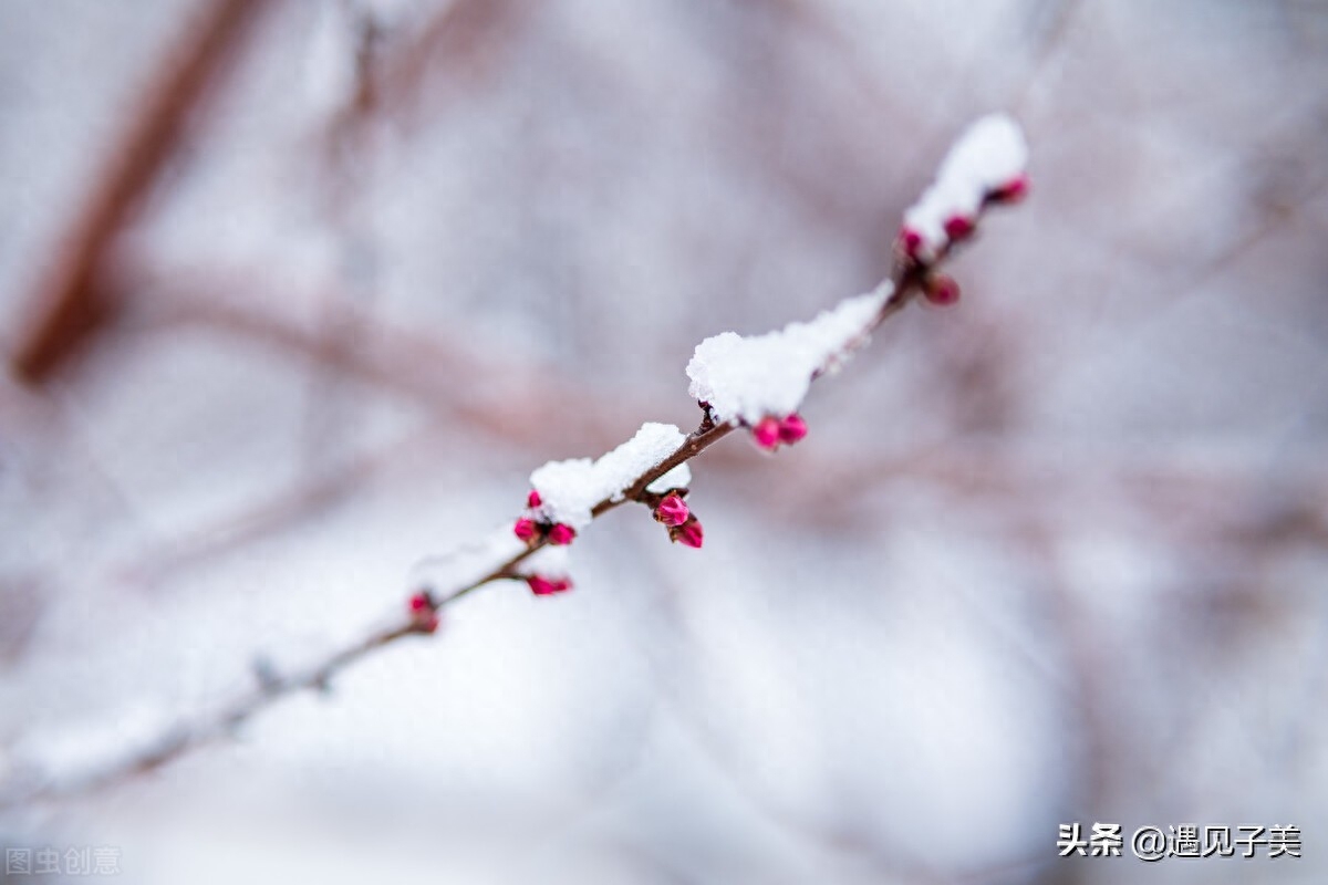 散文：春雪，二月里最美的飞花(图1)
