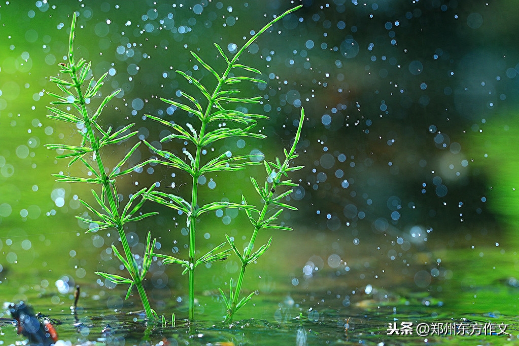 小学常用名言名句、谚语古诗词积累，早晚用得着，收藏起来吧(图7)