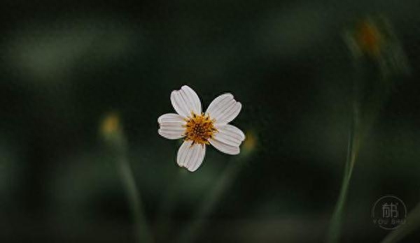 10首经典诗词，初读只觉惊艳，再读已懂人生(图3)