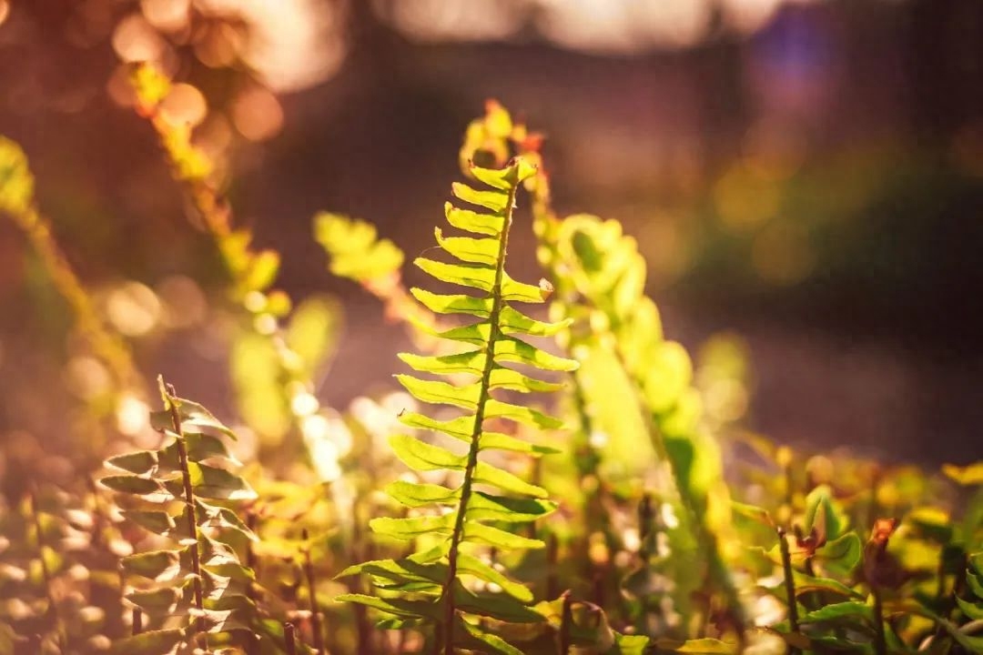 《唐诗三百首》中最哲理的10句唐诗，一首一个道理，看完醍醐灌顶(图1)