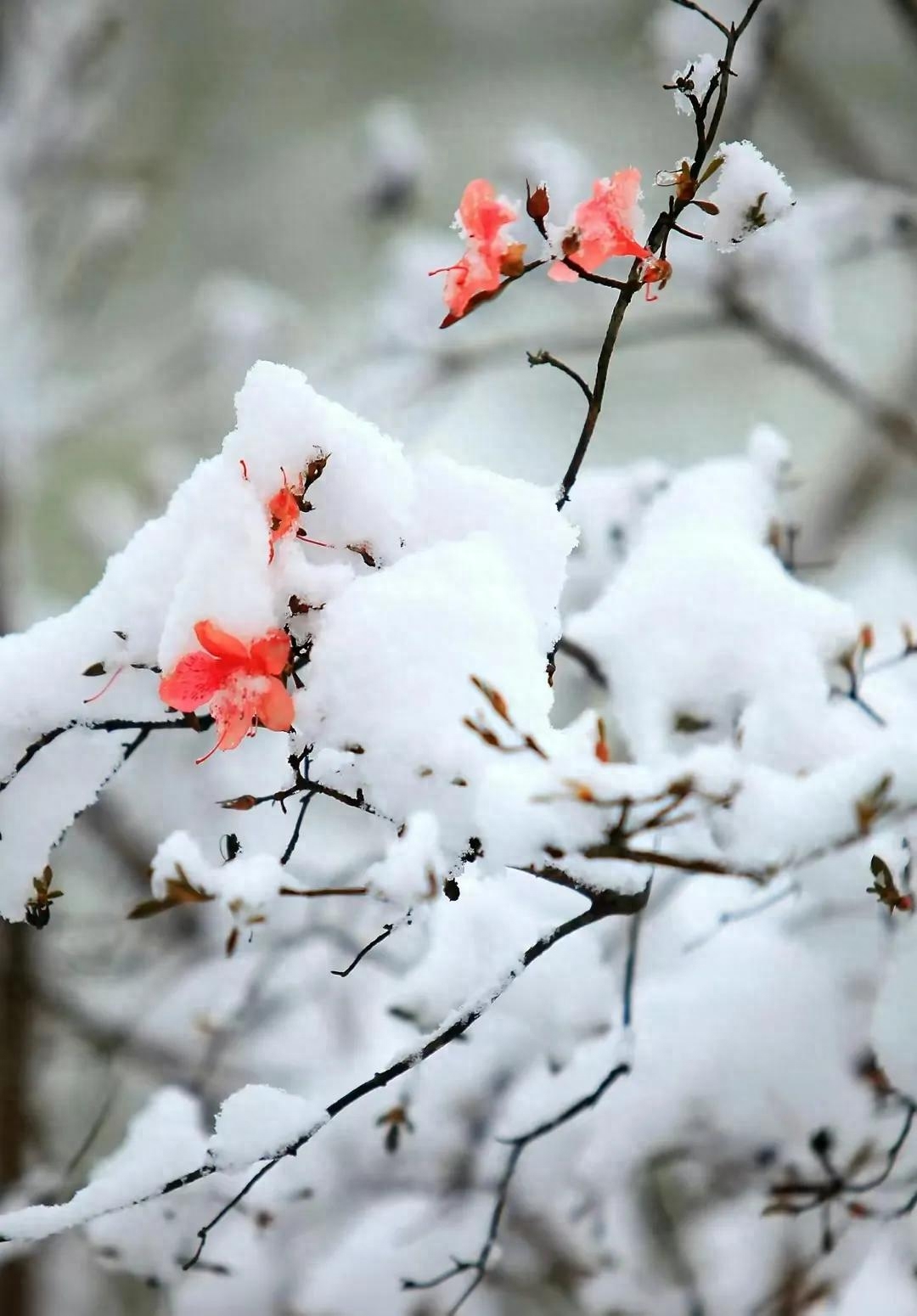 时光不待人，一步一清浅，惊艳了岁月，唯美了曾经(图2)