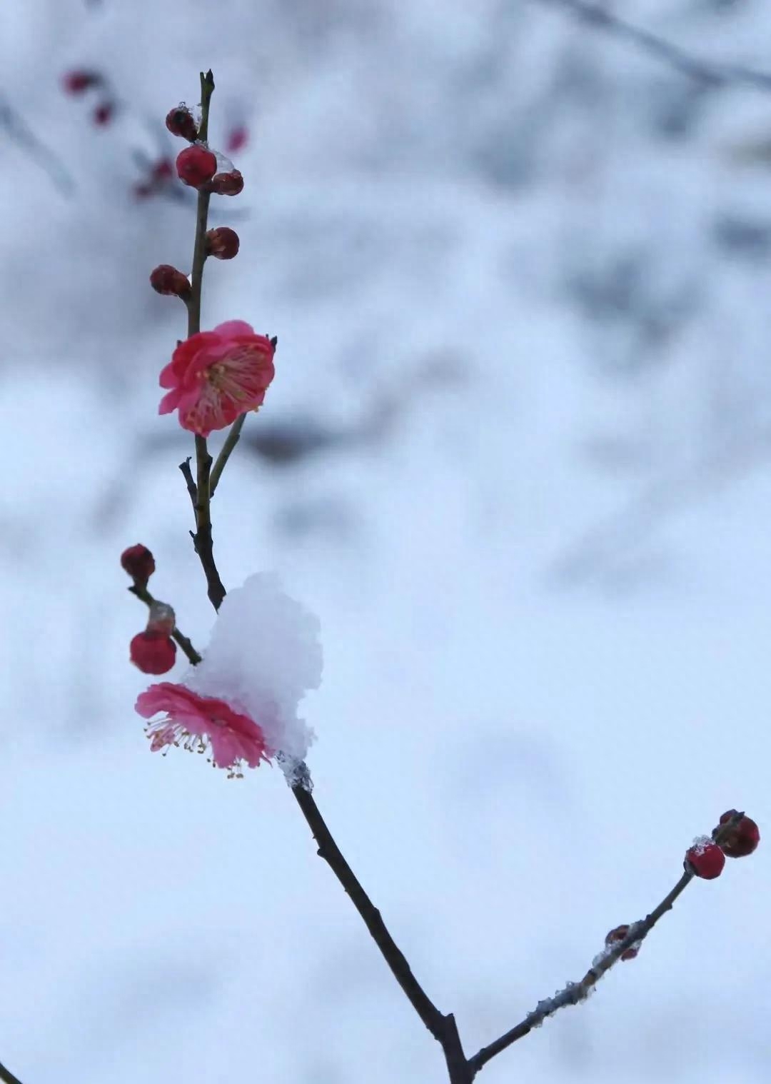 时光不待人,一步一清浅,惊艳了岁月,唯美了曾经(图5) 时光不待人,一步一清浅,惊艳了岁月,唯美了曾经(图5)