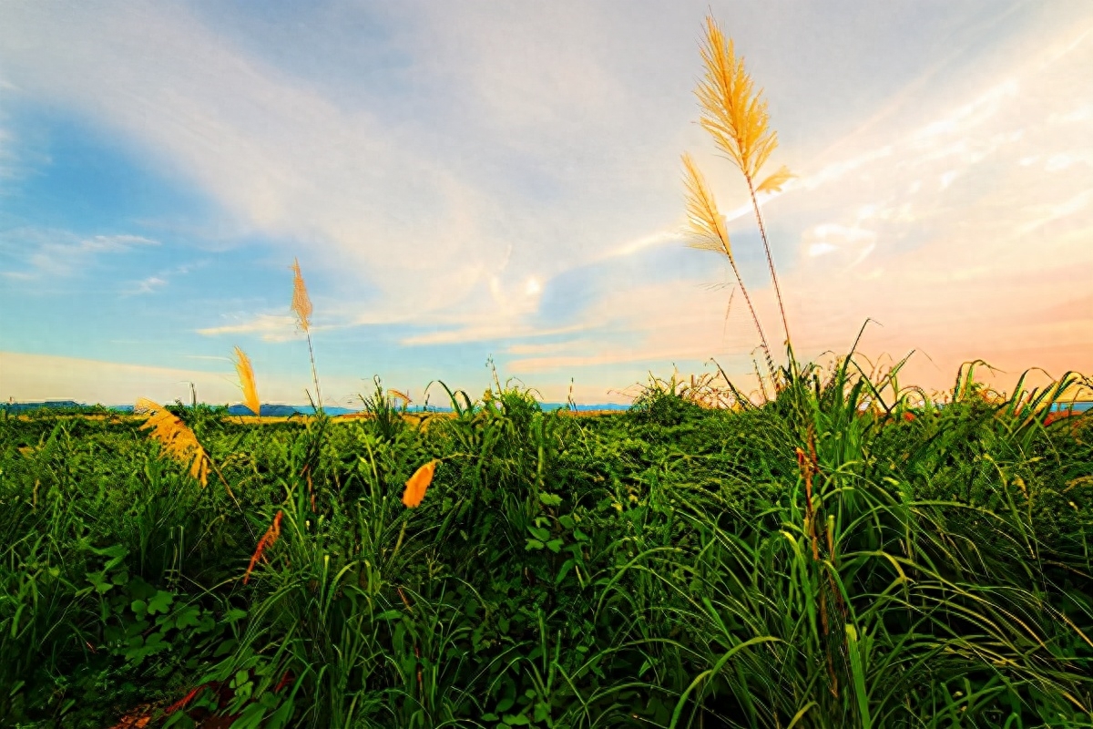 宋词巅峰之战，柳永苏轼晏殊各作一首《蝶恋花》，谁的意境更高？(图2)