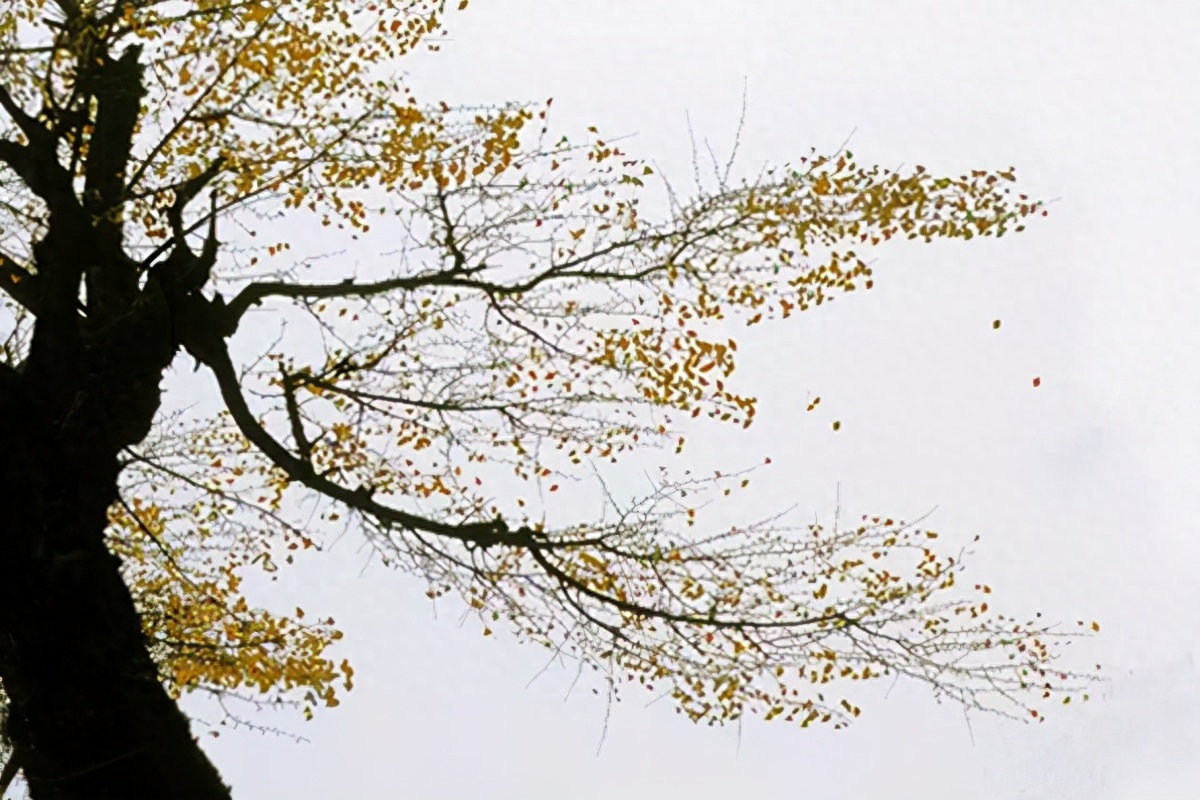 宋词巅峰之战，柳永苏轼晏殊各作一首《蝶恋花》，谁的意境更高？(图3)