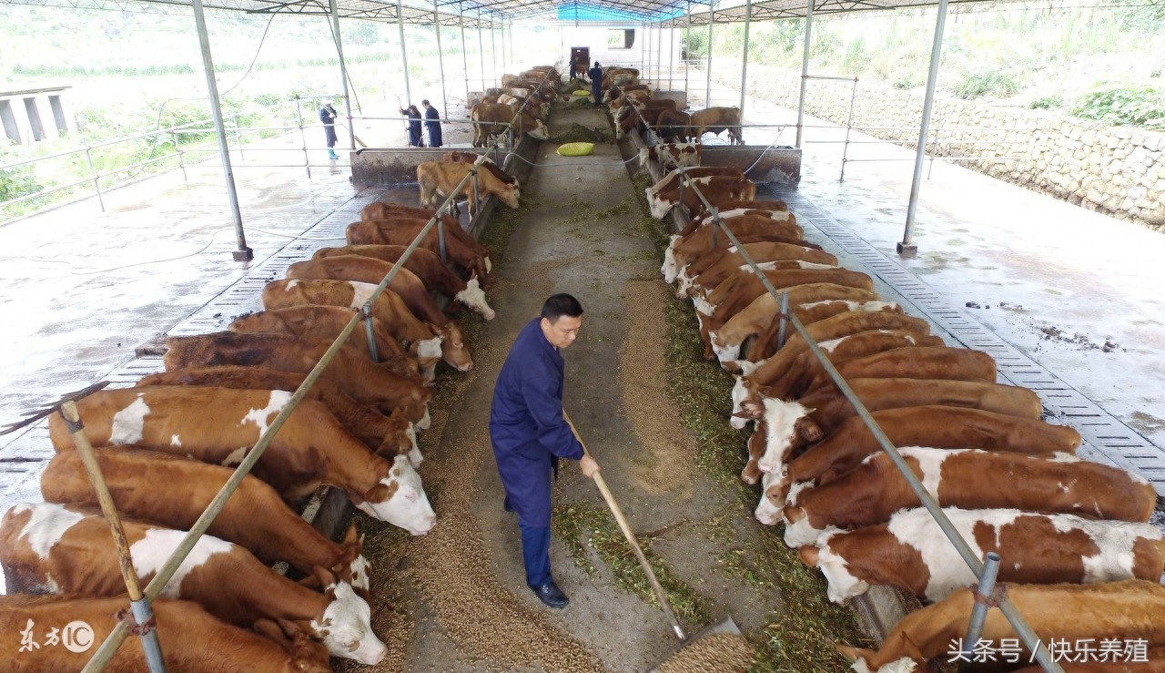 养牛农谚10条，说的太有道理了！(图3)