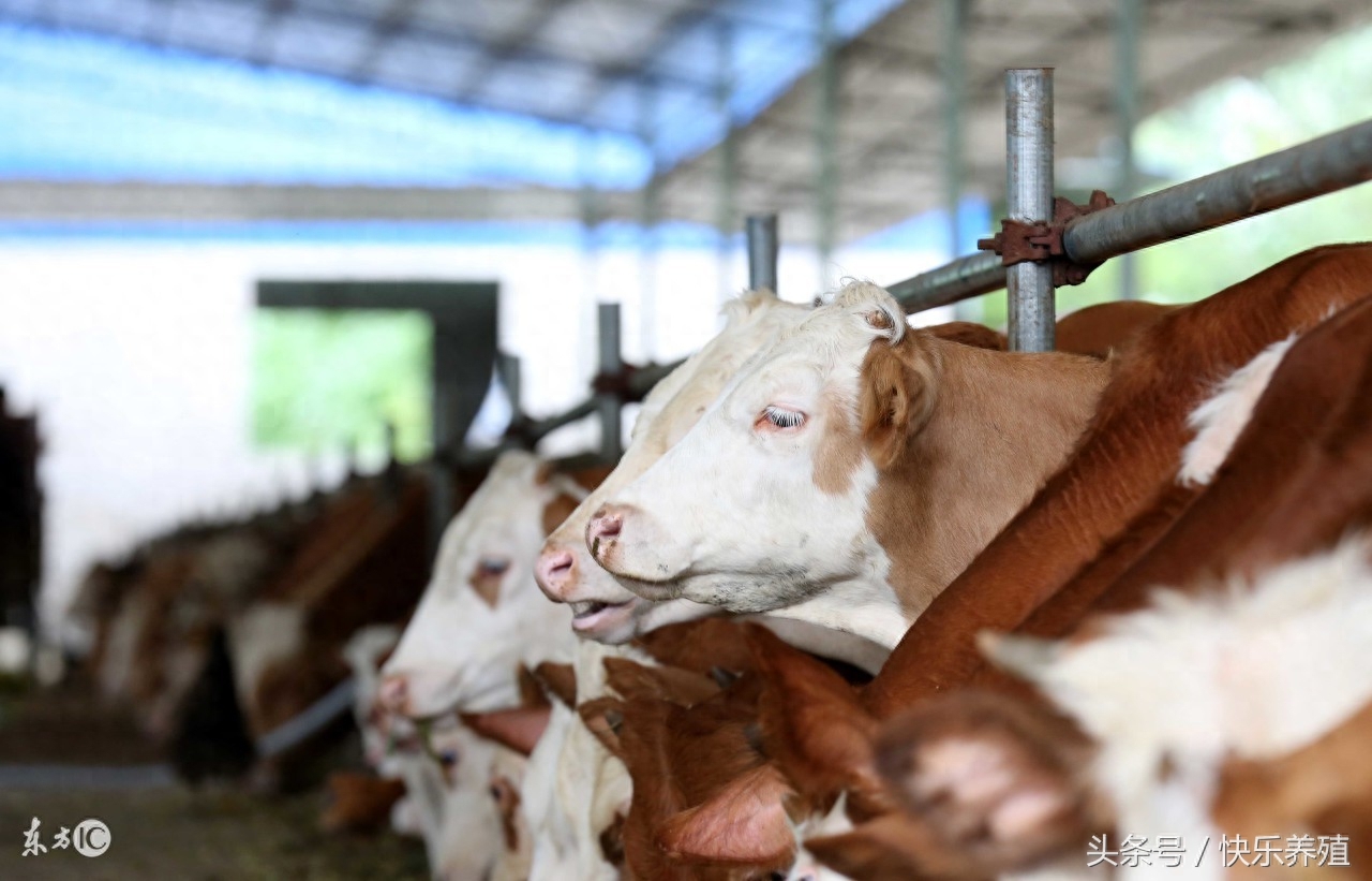 养牛农谚10条，说的太有道理了！(图4)