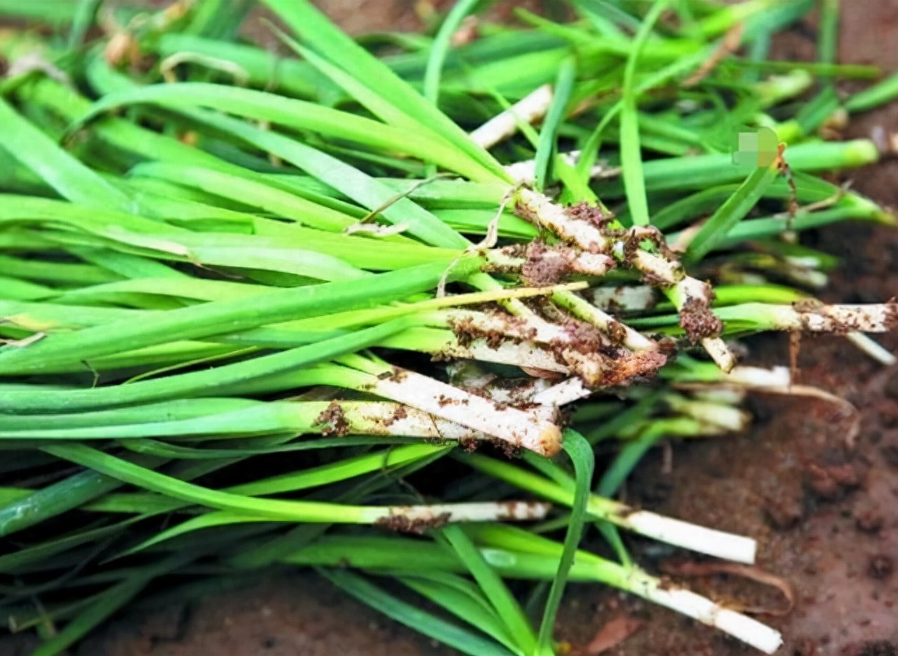 俗语：“鱼不蒜，牛不韭，羊不姜，猪不椒”是什么意思？值得借鉴(图3)