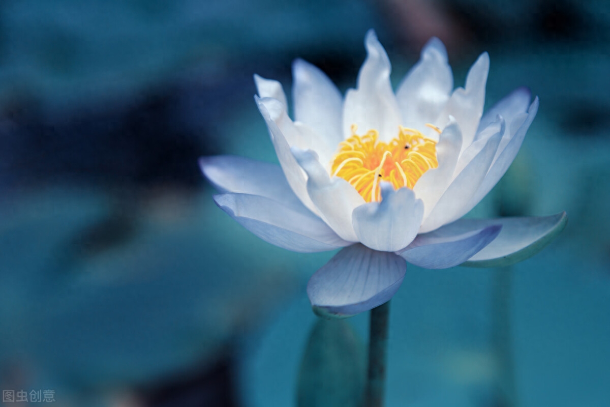 关于小桥流水的唯美句子（精选20句）(图2)