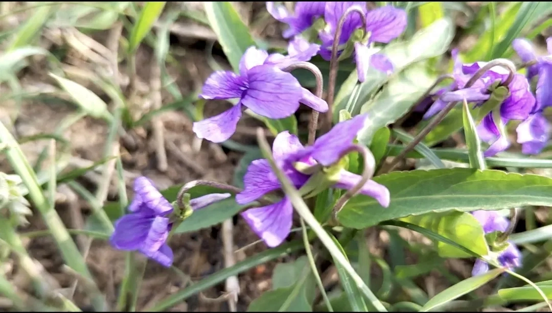 近处有风景，何须去远游(图3)
