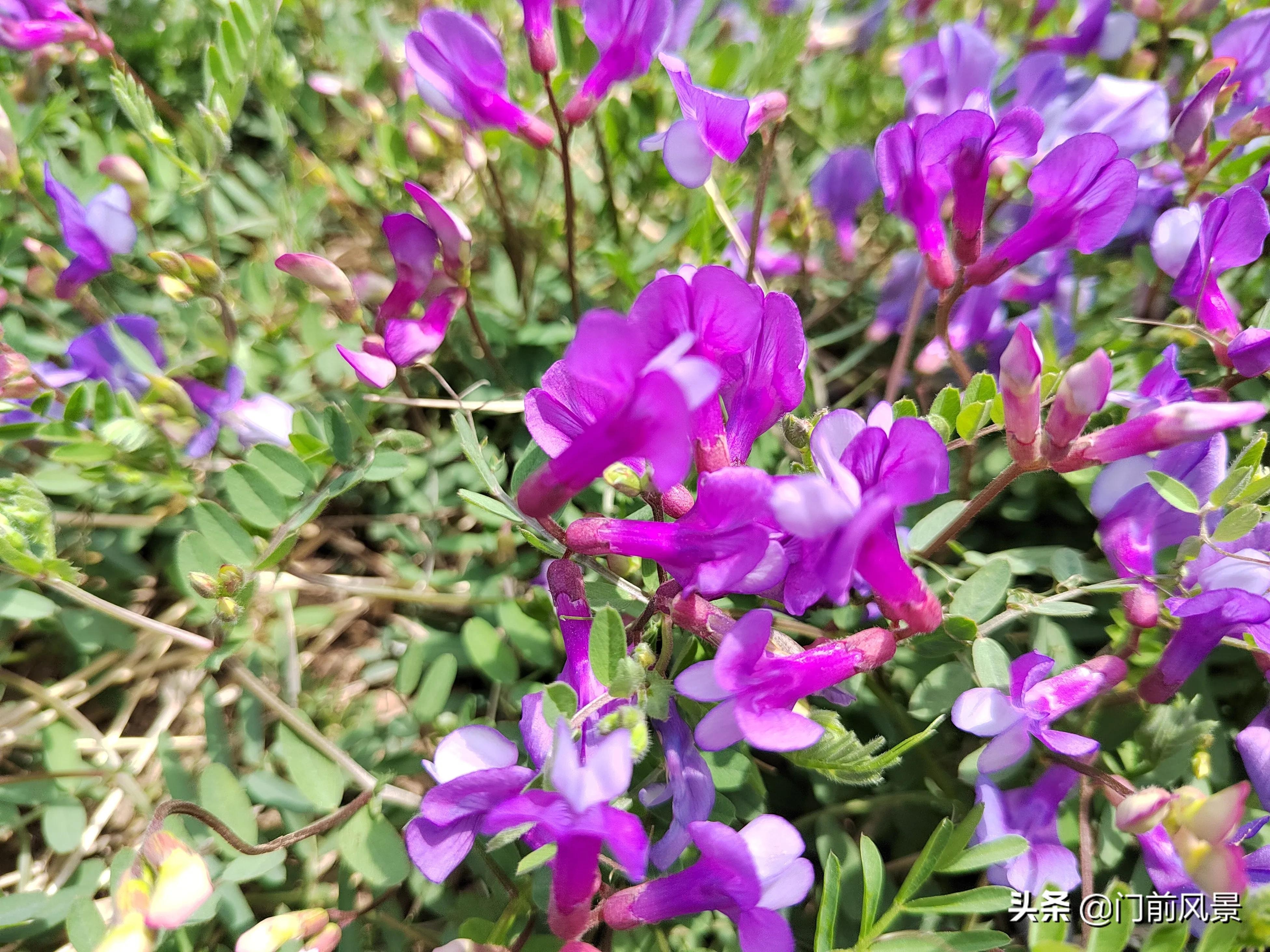 近处有风景，何须去远游(图4)