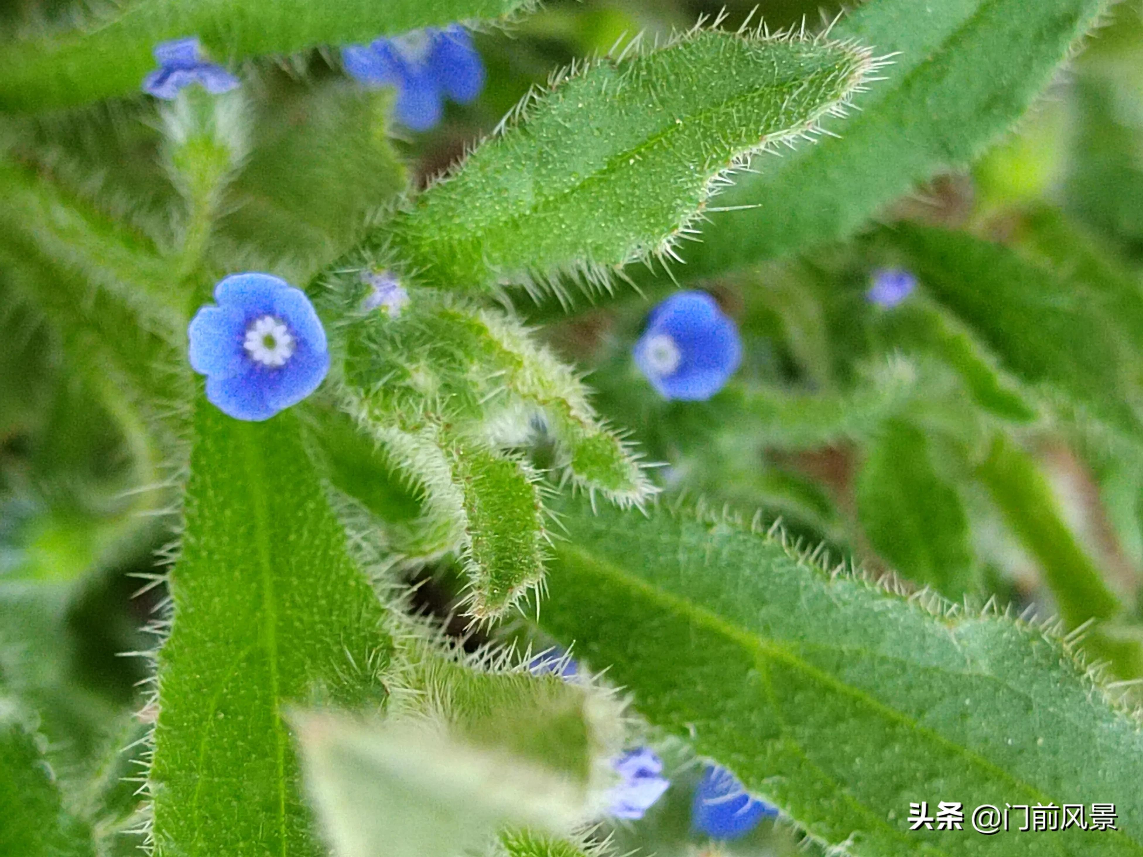 近处有风景，何须去远游(图5)