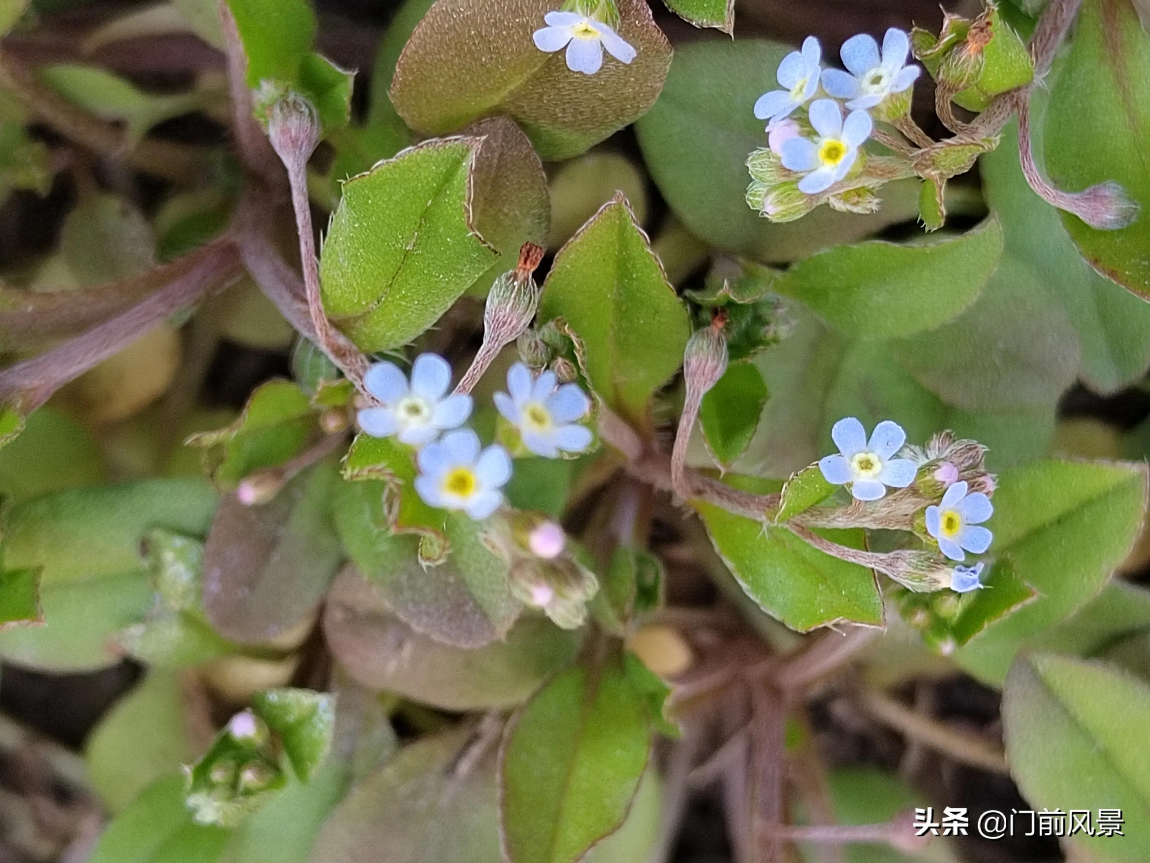 近处有风景，何须去远游(图6)