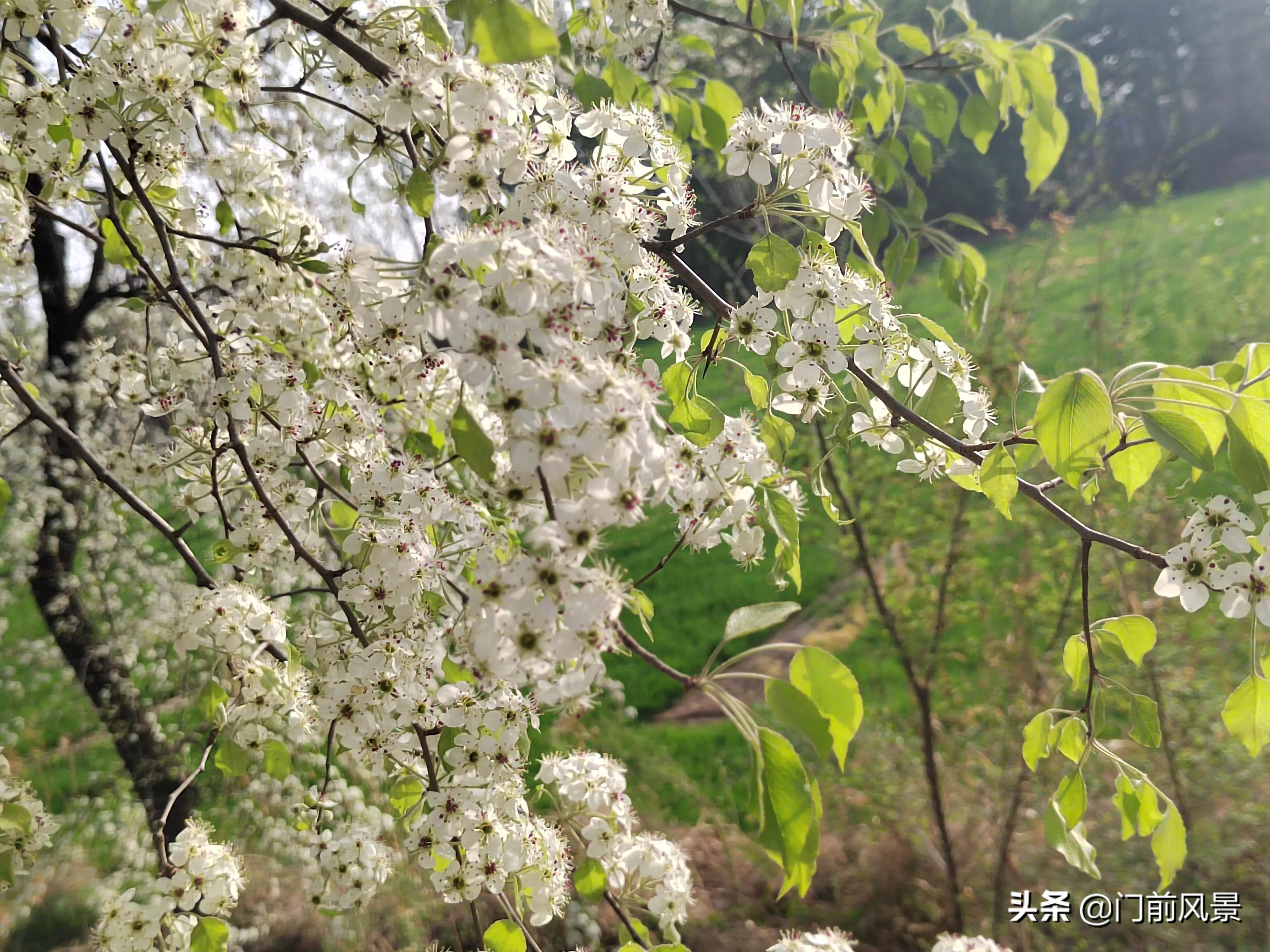近处有风景，何须去远游(图8)