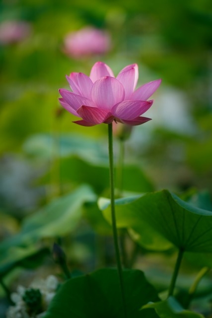 你越做自己，就越有吸引力(图1)