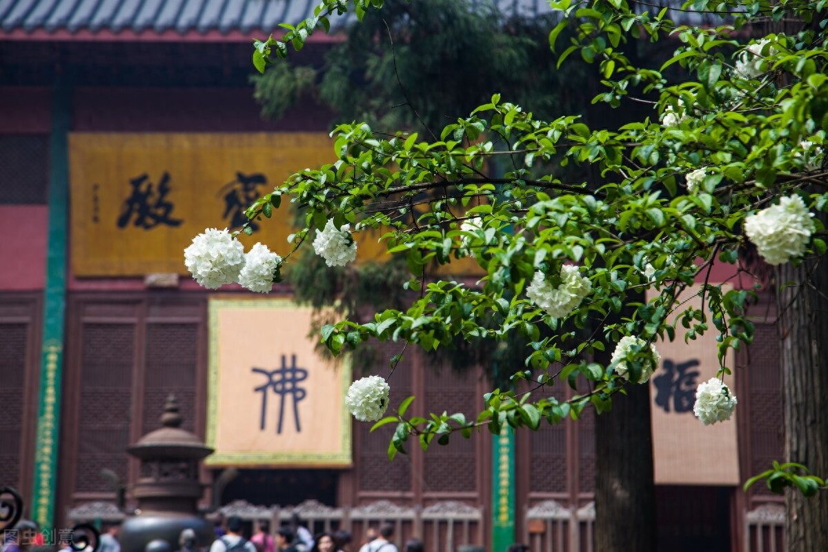 向阳而生，自有海阔天空，万千繁花(图6)