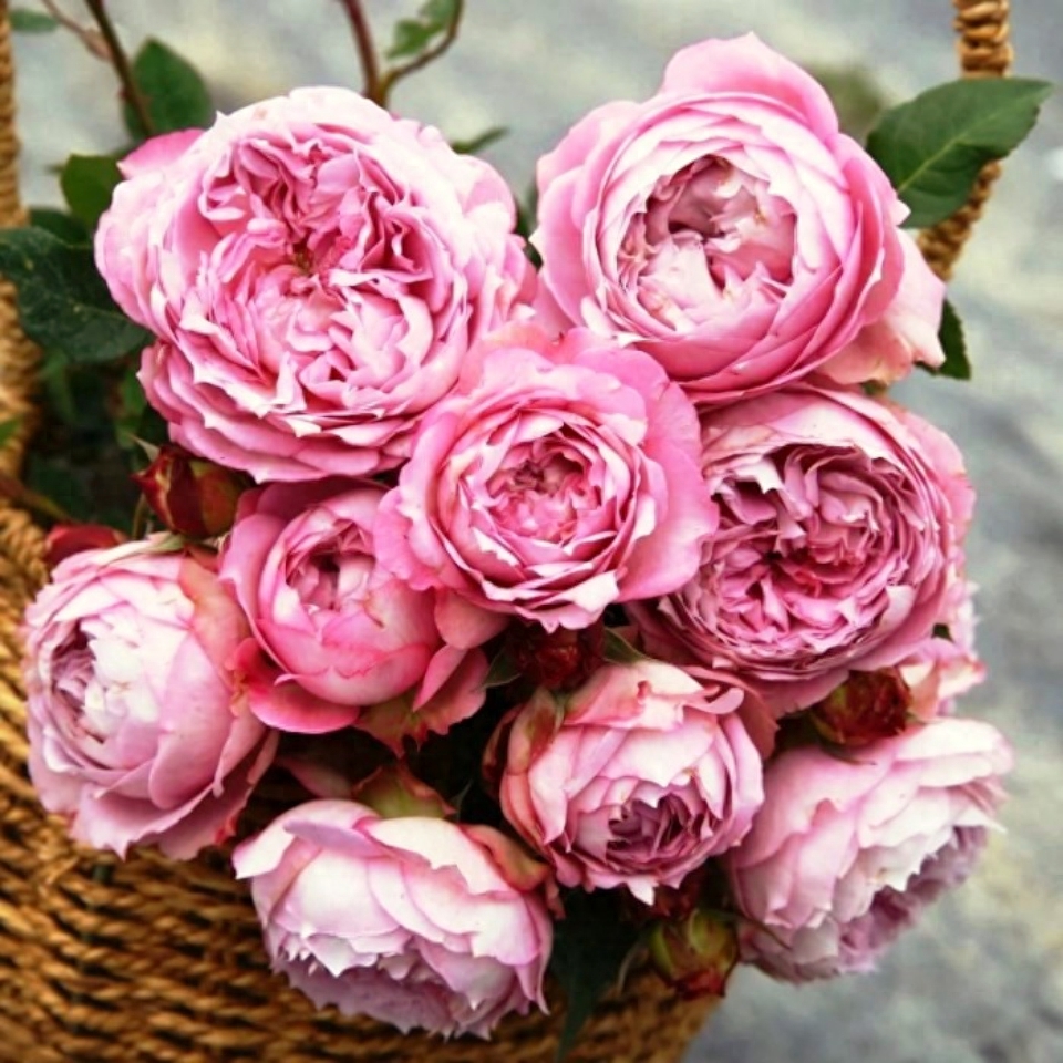 正能量激励人的好句子，感悟深刻，早读早受益(图6)