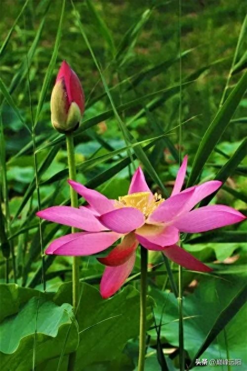 美荷之赋(图1) 美荷之赋(图1)