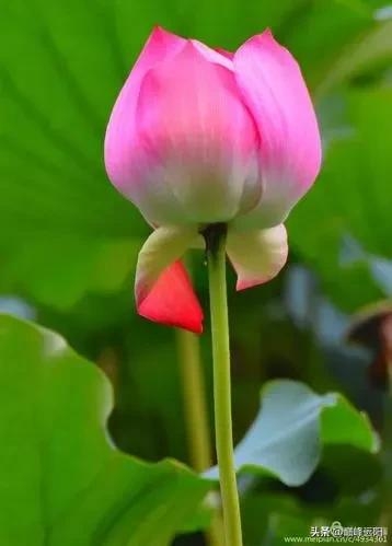 美荷之赋(图2) 美荷之赋(图2)