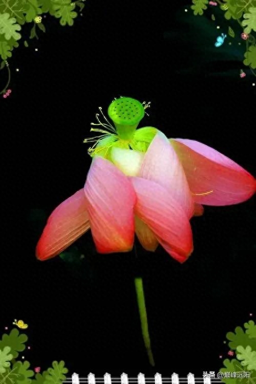 美荷之赋(图4) 美荷之赋(图4)