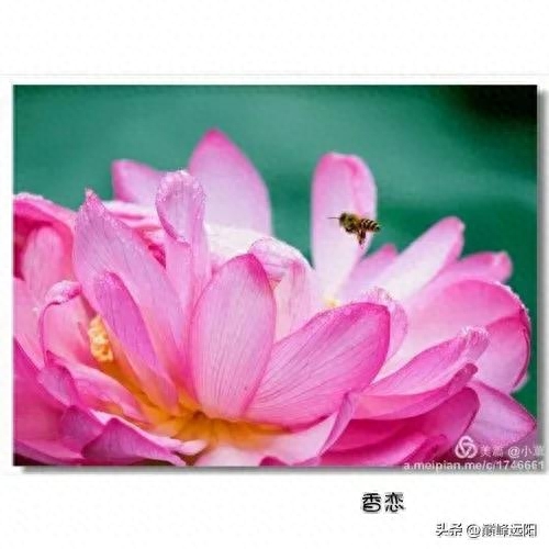 美荷之赋(图5) 美荷之赋(图5)