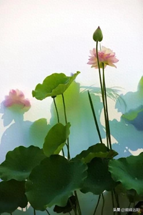 美荷之赋(图6) 美荷之赋(图6)