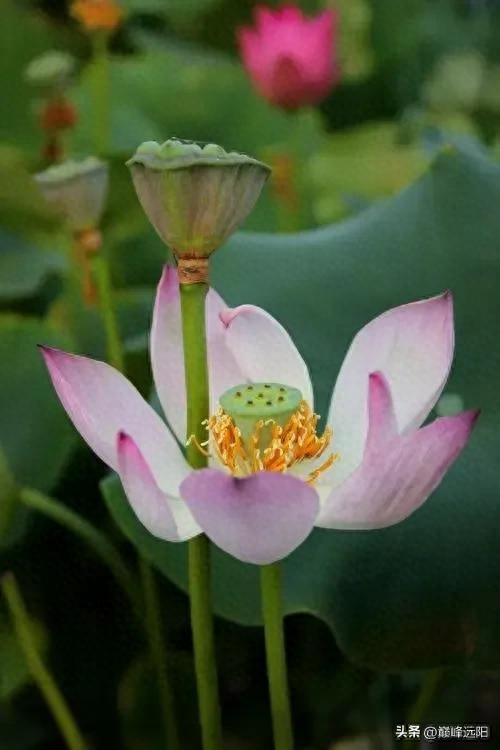 美荷之赋(图8) 美荷之赋(图8)