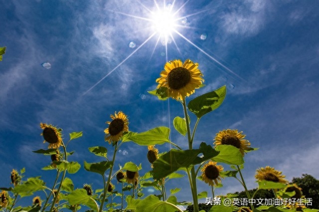 快乐与平静 Joy and Peace(图1)