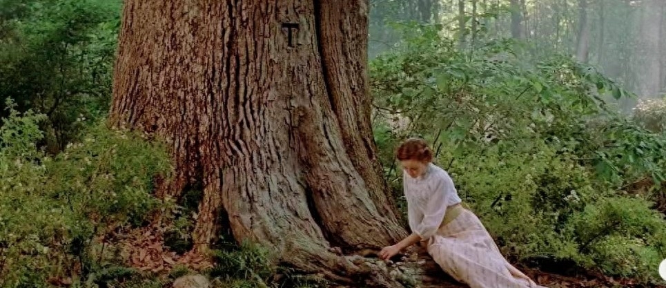 生如夏花，死如秋叶，森林里的贵族童话(图4)