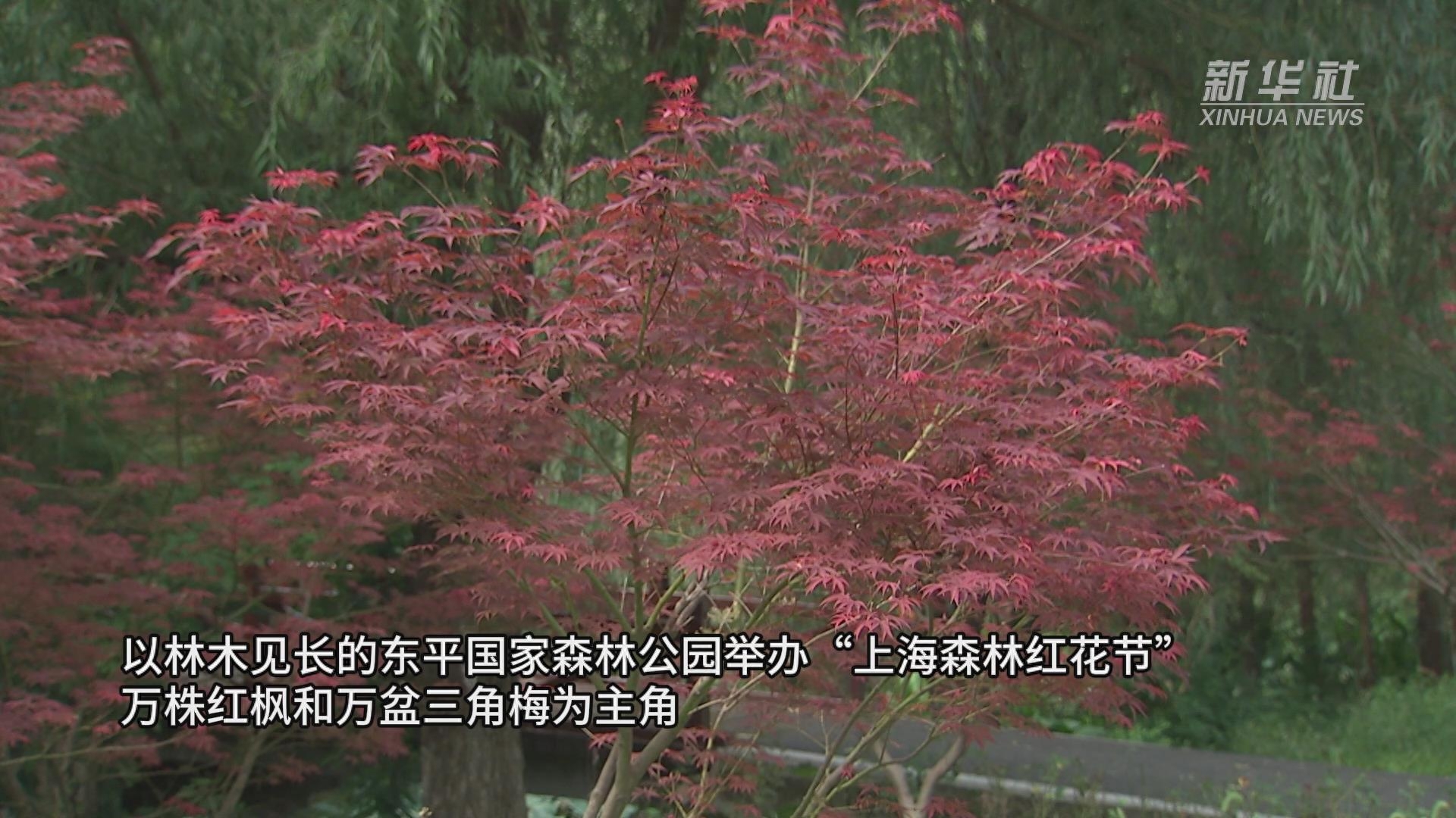 上海：来崇明森林旅游节共赏秋色盛宴(图1)