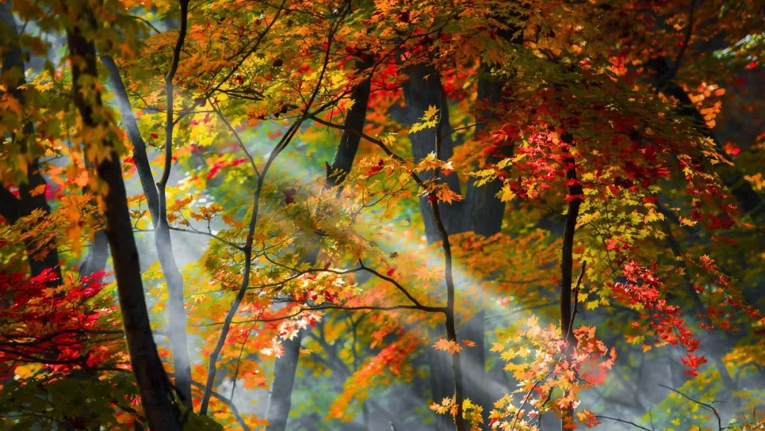 赏红叶“天花板”！这个秋天，总要去爬一次五女峰吧！(图1)