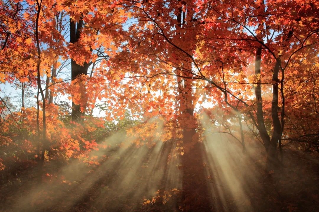 赏红叶“天花板”！这个秋天，总要去爬一次五女峰吧！(图15)