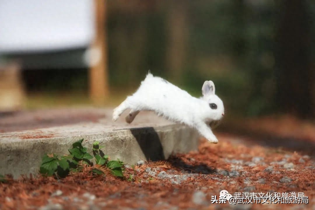 武汉夏日美宿节最后一波，送你住进森林里！(图6)
