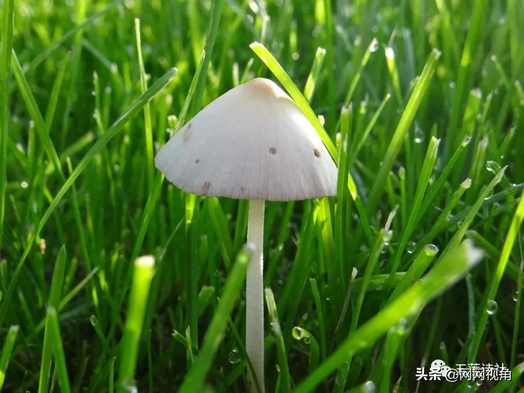 「诗刊」月朗星稀夜已深，夜色荷塘美醉人（总第464期）(图2)