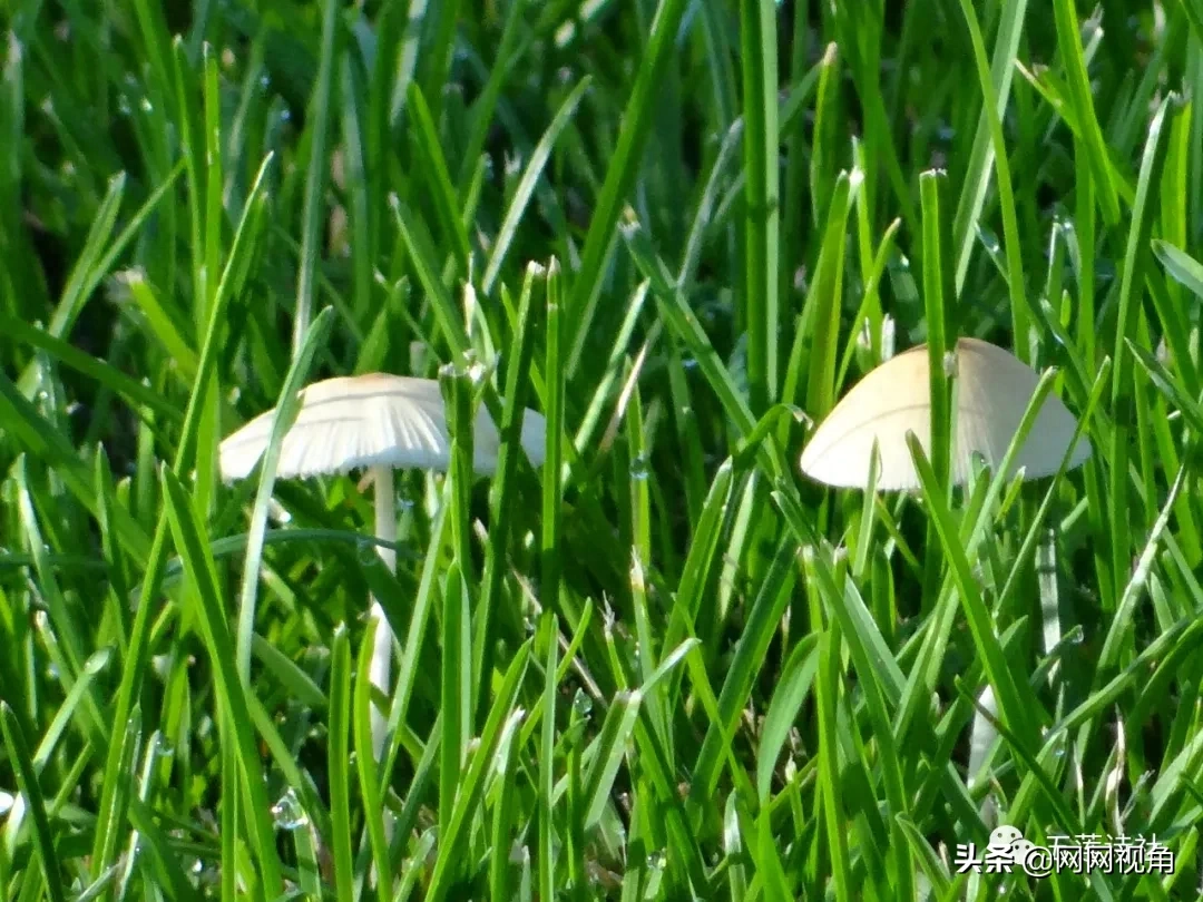 「诗刊」月朗星稀夜已深，夜色荷塘美醉人（总第464期）(图3)