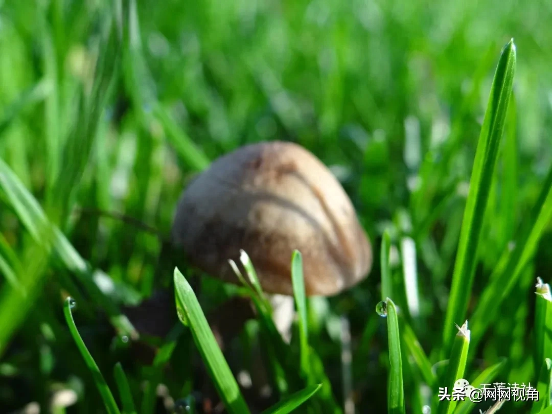 「诗刊」月朗星稀夜已深，夜色荷塘美醉人（总第464期）(图4)