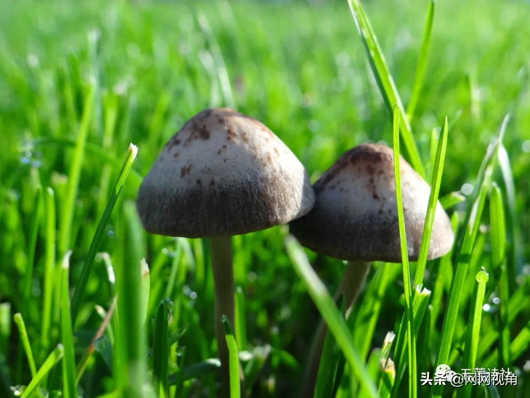 「诗刊」月朗星稀夜已深，夜色荷塘美醉人（总第464期）(图5)