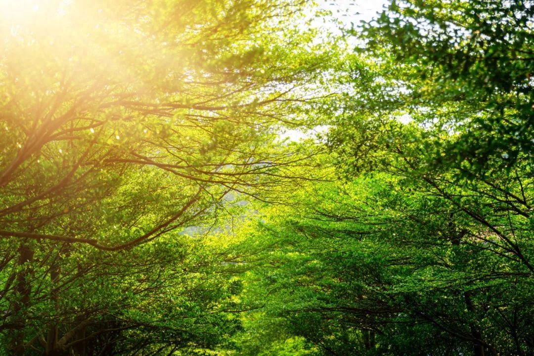 100句夏日诗词，荷花香，晚风凉，悠悠夏日长(图4)